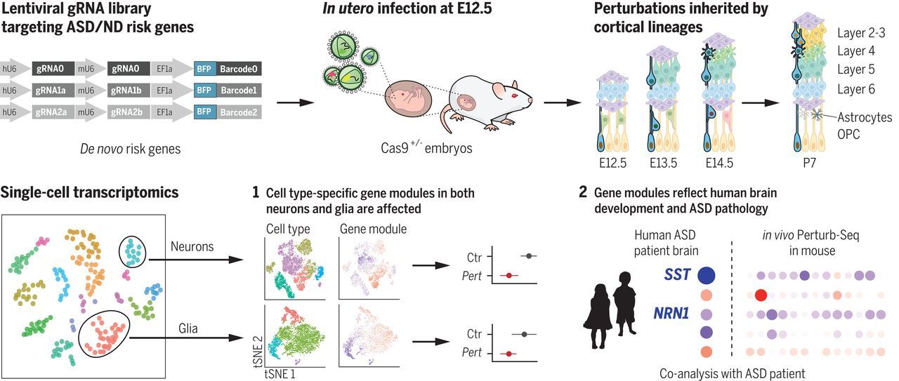 Image credit: In vivo Perturb-Seq identified neuron and glia-associated effects by perturbations of risk genes implicated in ASD/ND (Jin et al., 2020) Image credit: In vivo Perturb-Seq identified neuron and glia-associated effects by perturbations of risk genes implicated in ASD/ND (Jin et al., 2020)