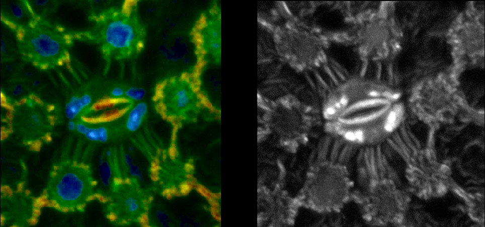 Zoomed in images of the same plant leaf autofluorescence. Left: Fluorescence lifetime image. Right: Intensity image Zoomed in images of the same plant leaf autofluorescence. Left: Fluorescence lifetime image. Right: Intensity image
