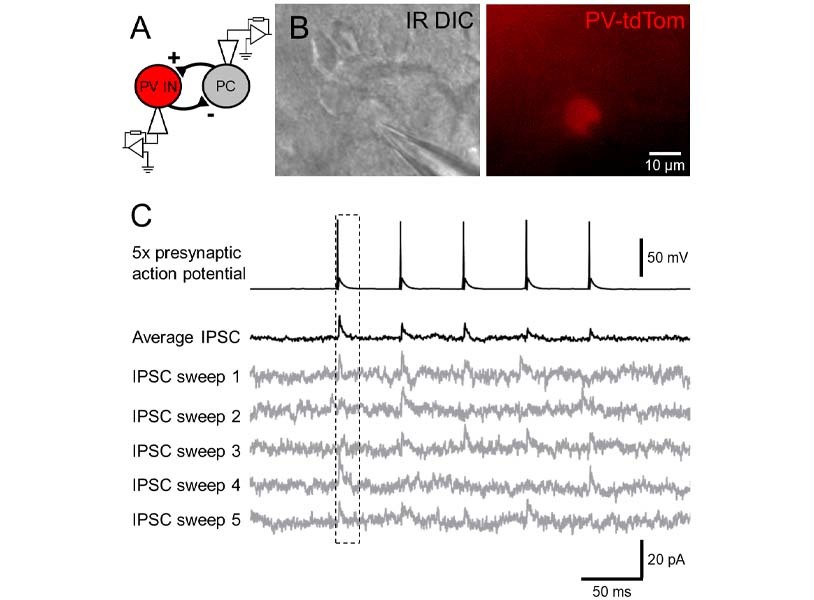 Figure 2: Paired recording from identified interneuron and principal cells. Figure 2: Paired recording from identified interneuron and principal cells.