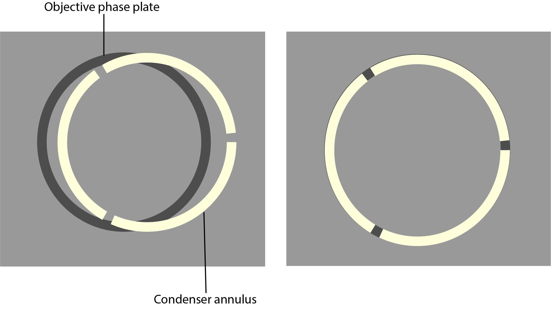 Diagram showing alignment of the phase ring and condenser annulus in phase contrast microscope Diagram showing alignment of the phase ring and condenser annulus in phase contrast microscope