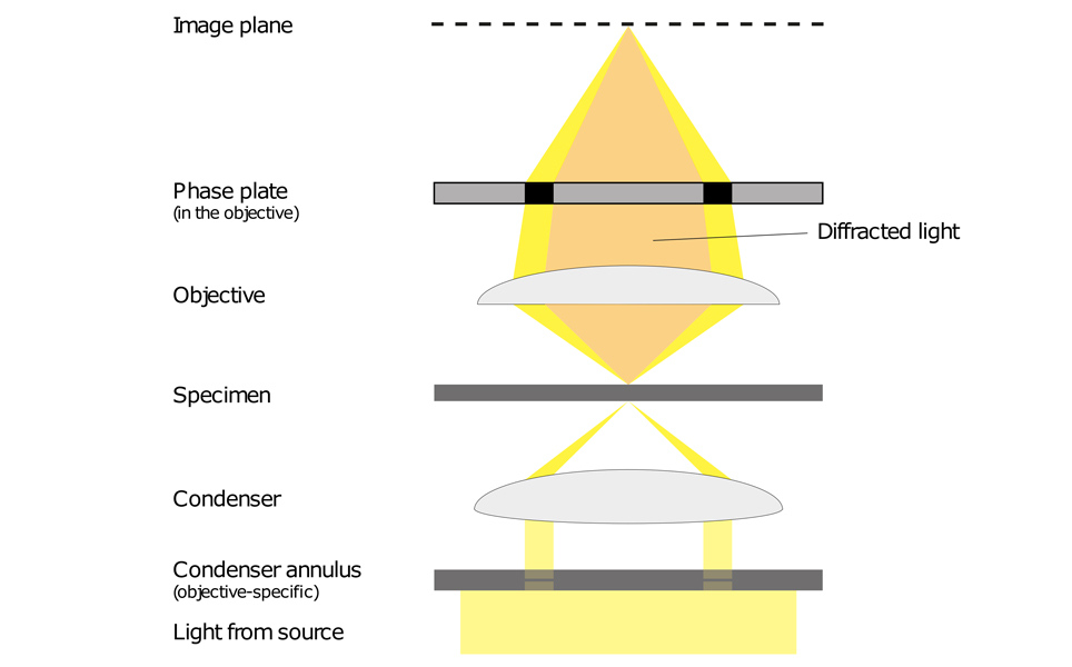 Diagram showing the path of light in phase contrast microscopy Diagram showing the path of light in phase contrast microscopy