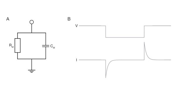 Figure 1. Basic schematic of the electrical properties of a plasma membrane. A: A circuit diagram showing the membrane capacitance and membrane resistance in parallel to each other. B: Traces showing a command voltage step (top) and the resulting current response (bottom) for a simple plasma membrane being voltage clamped.