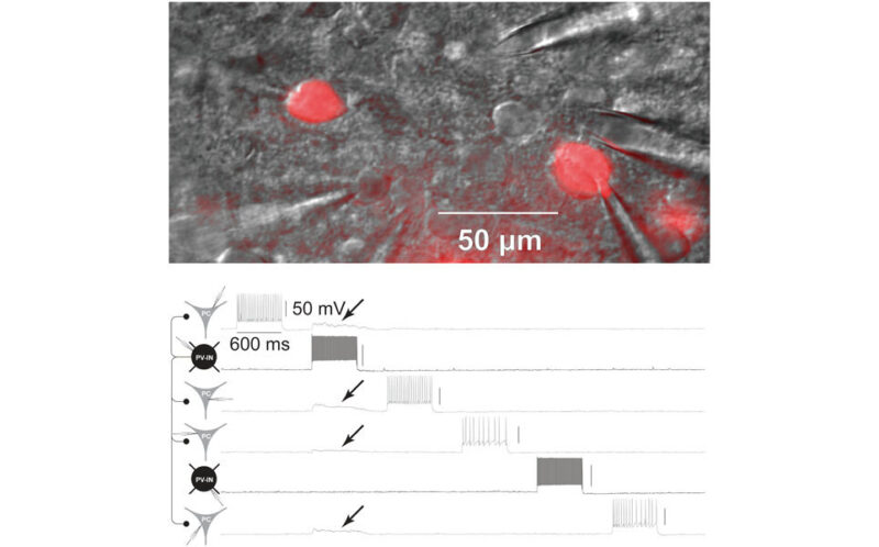 Multiple whole-cell recording from tdTomato-positive PV-INs as well as principal cells. Shown is a representative image of two PV-INs (cells no. 2 and no. 5) and four PCs (cells no. 1, no. 3, no. 4, and no. 6) in the mini-slice preparation under infrared differential interference contrast (IR-DIC) and corresponding epifluorescence (1; showing tdTomato-positive PV-INs). Four synaptic connections were identified from cell no. 2 (in black), which produce depolarization in cells no. 1, no. 2, no. 3, and no. 4 (arrows; in gray; 2).
