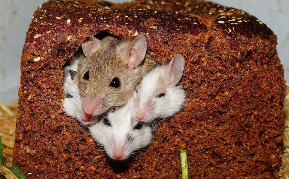 Brain network that makes mice mingle found. Image credit: Karsten Paulick via Pixabay / Duke University