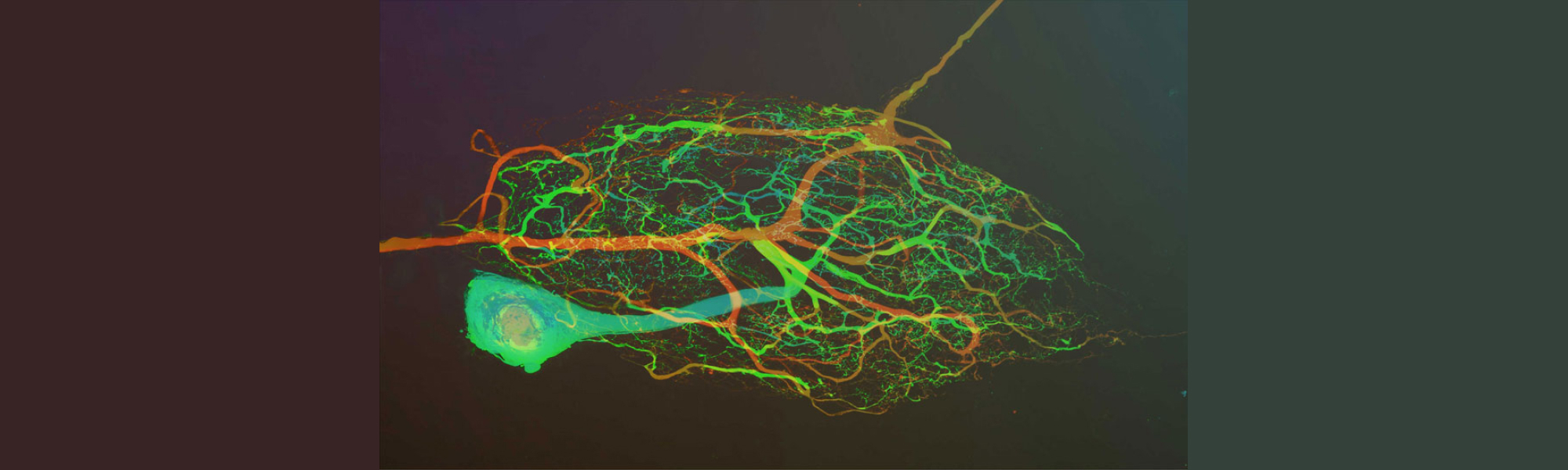 Using Scientifica electrophysiology equipment to investigate blue light responses in crab stomatogastric ganglion neurons