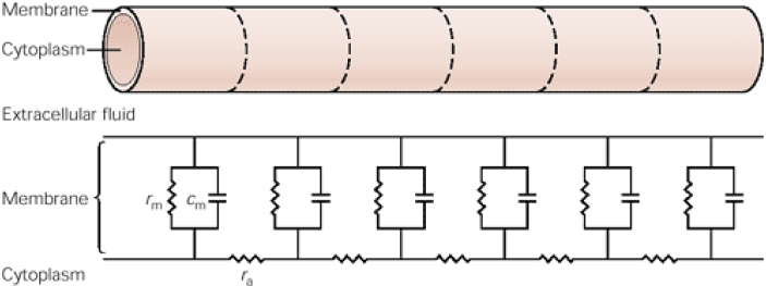 Figure 3: A neuronal process can be represented by an electrical equivalent circuit. The process is divided into unit lengths. Each unit length of the process if a circuit with its own membrane resistance and capacitance. All the circuits are connected by resistors, which represent the axial resistance of segments of cytoplasm, and a short circuit, which represents the extracellular field. Koester, J. (2021). Membrane Potential. In S. Siegelbaum, E. R. Kandel, S. H. Mack, & J. Koester (Eds.), Principles of Neural Sciences (6th ed., pp. 142–149). Book Chapter, McGraw-Hill Professional Publishing.