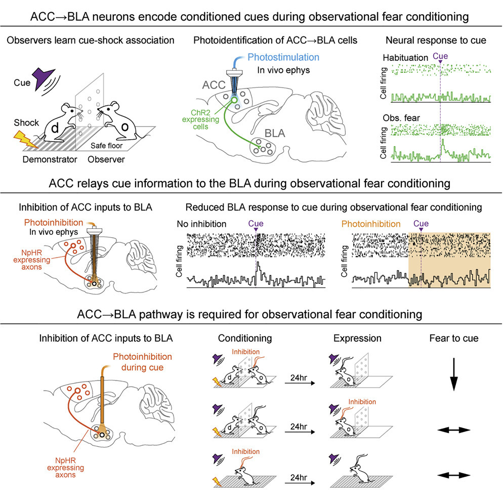 Image Credit: Corticoamygdala Transfer of Socially Derived Information Gates Observational Learning (Allsop et al., 2018) Image Credit: Corticoamygdala Transfer of Socially Derived Information Gates Observational Learning (Allsop et al., 2018)