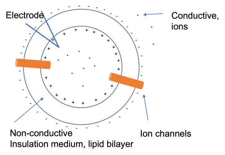 Figure 2: A hypothetical cell with a lipid bilayer that is nonconductive