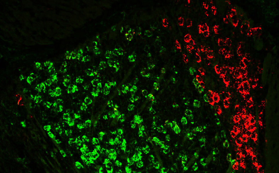 A brain circuit in the thalamus helps us hold information in mind. Image credit: Dheeraj Roy and Ying Zhang / MIT