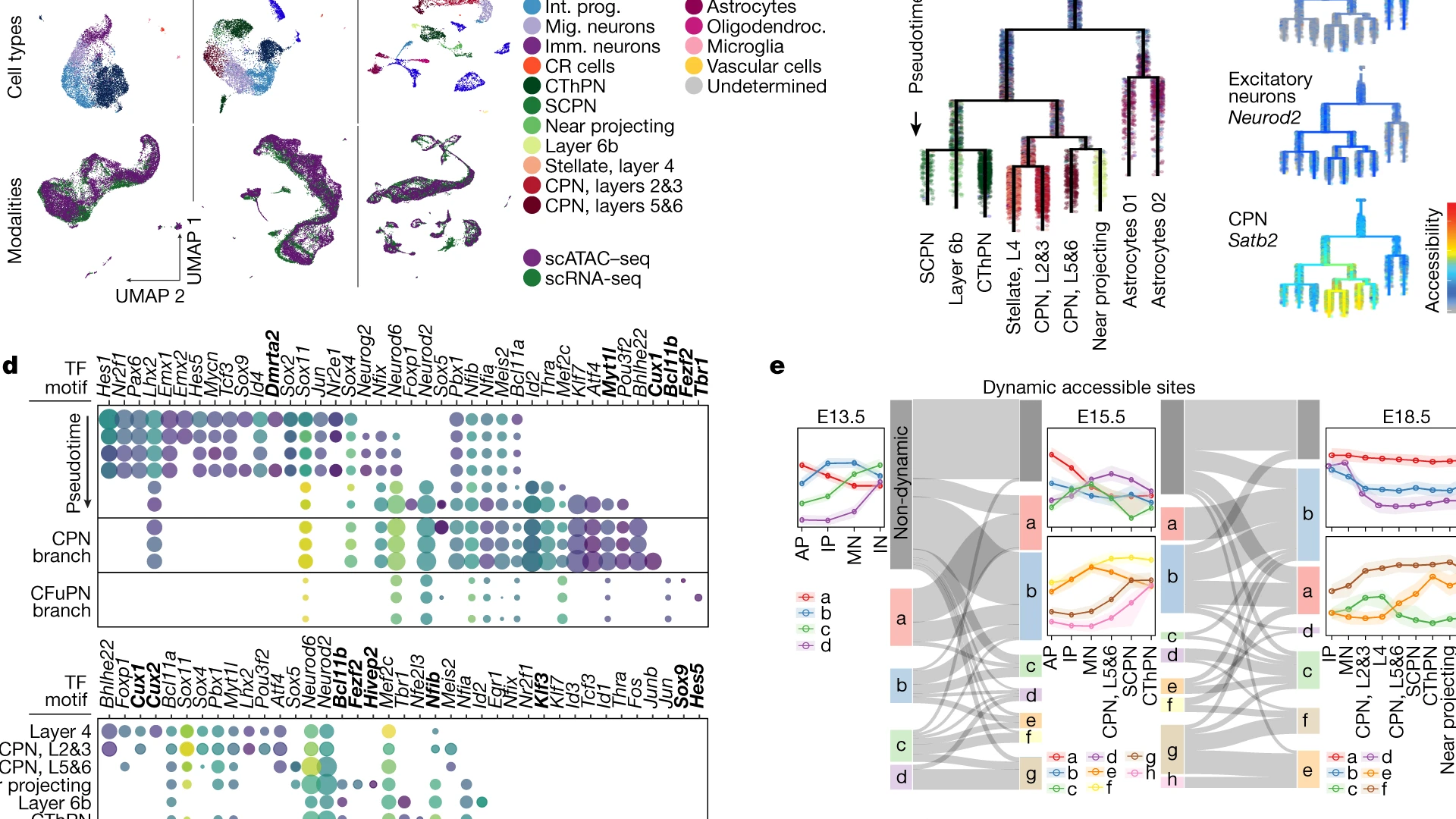 Image credit: scATAC–seq landscape of the developing neocortex (Di Bella et al., 2021) Image credit: scATAC–seq landscape of the developing neocortex (Di Bella et al., 2021)