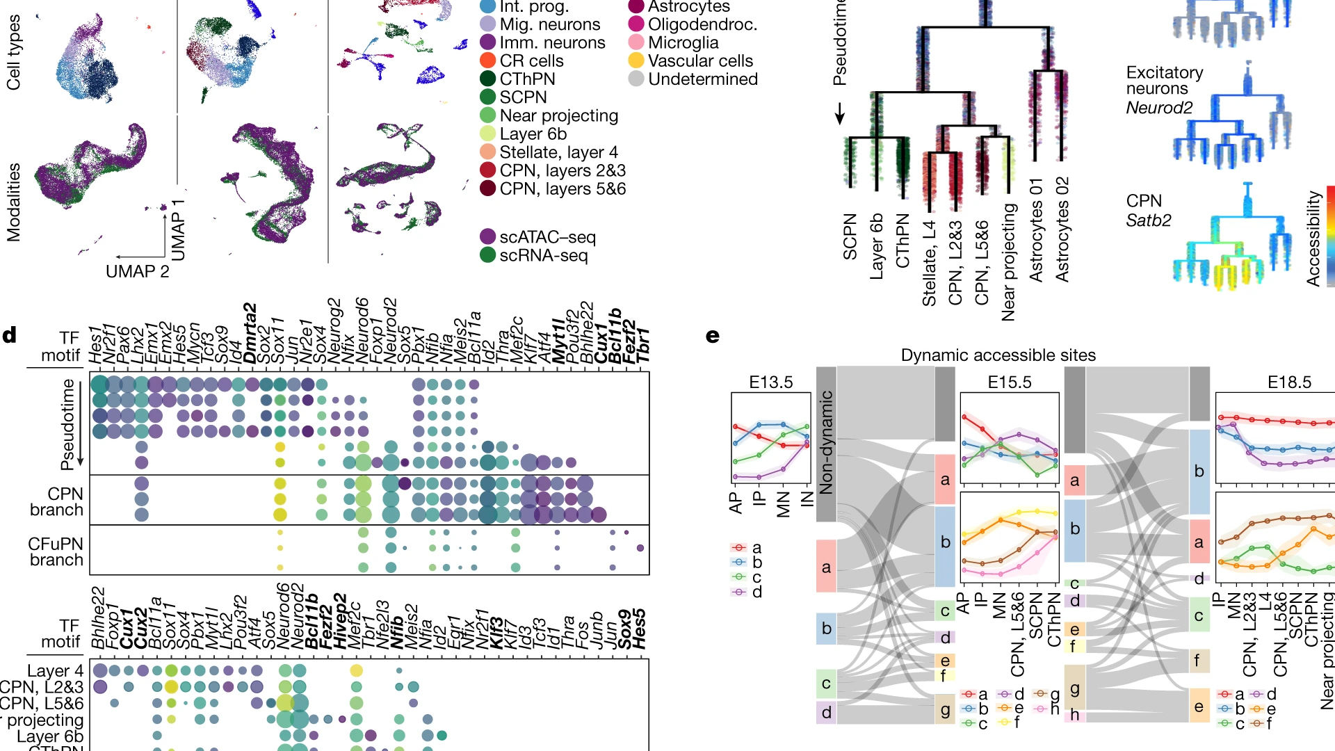 Image credit: scATAC–seq landscape of the developing neocortex (Di Bella et al., 2021)